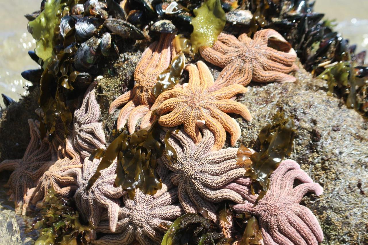 Toad Hall Baylys Beach Dış mekan fotoğraf